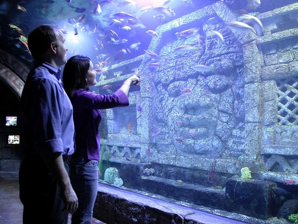 Downtown Aquarium Image #6 Downtown Aquarium Image #6