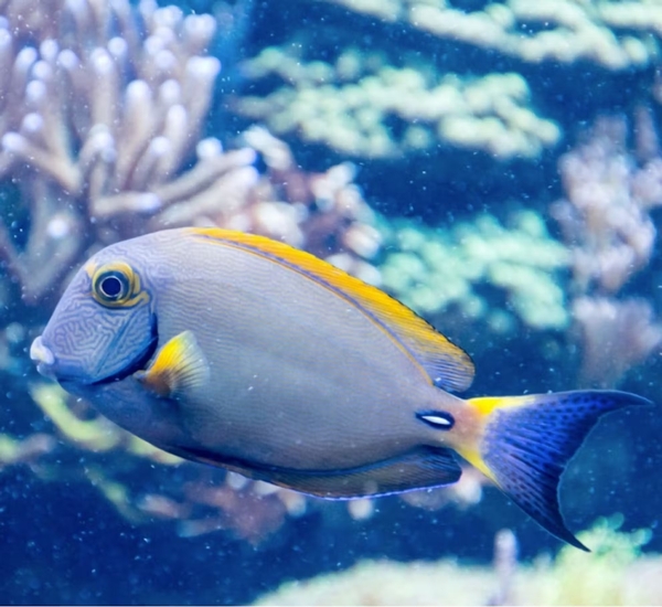 SEA LIFE Grapevine Aquarium Image #2