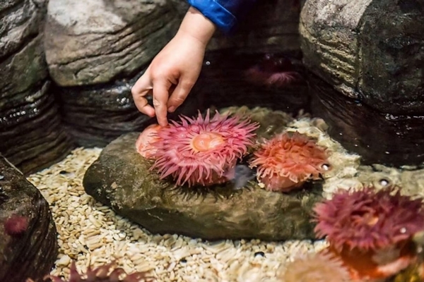 SEA LIFE Grapevine Aquarium Image #3