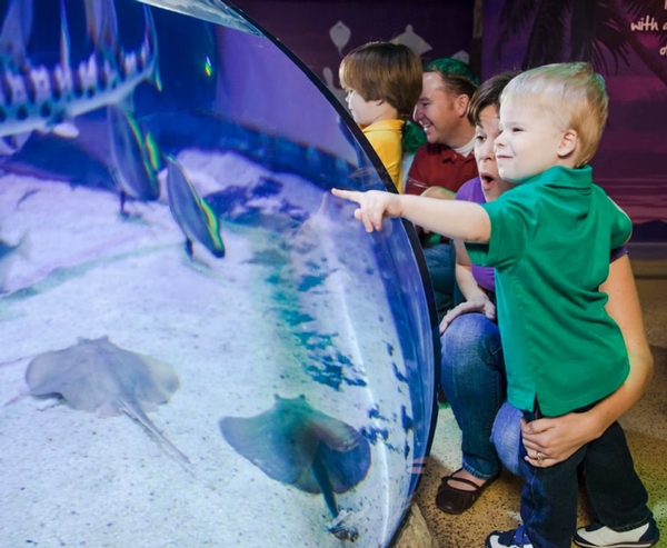 SEA LIFE Grapevine Aquarium Image #4